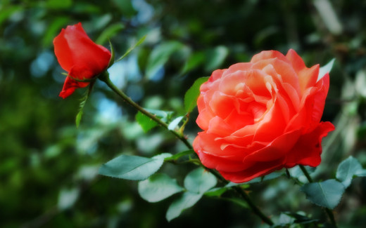 479053 (a): :1680x1050